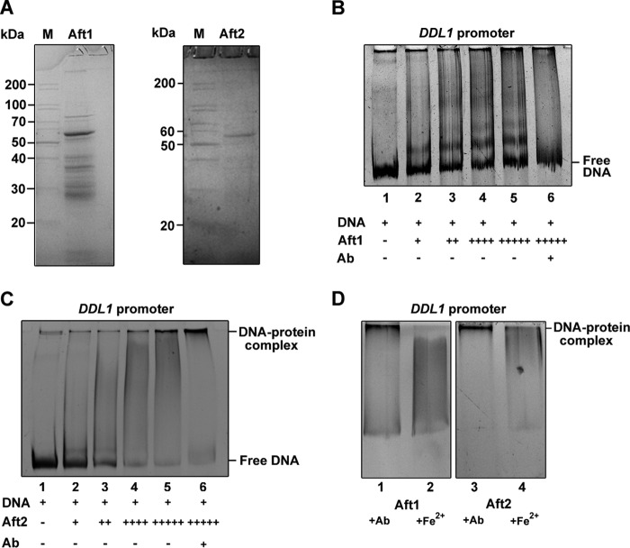 FIGURE 7.