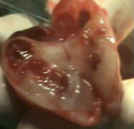 Fig. 4