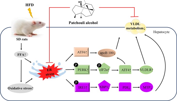 Graphical Abstract