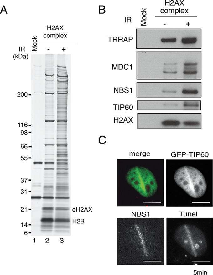 FIG 1