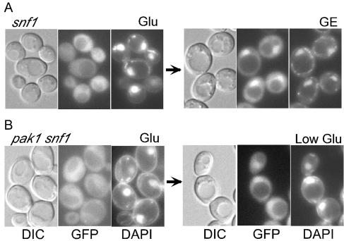 FIG. 7.