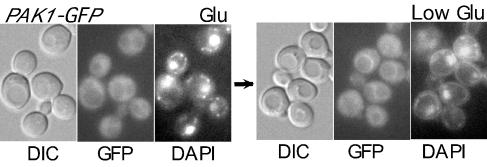 FIG. 6.