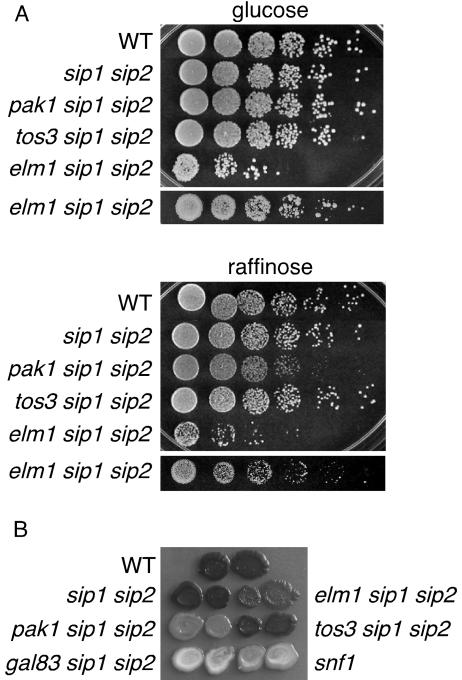 FIG. 2.