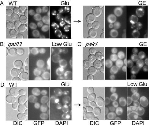 FIG. 8.