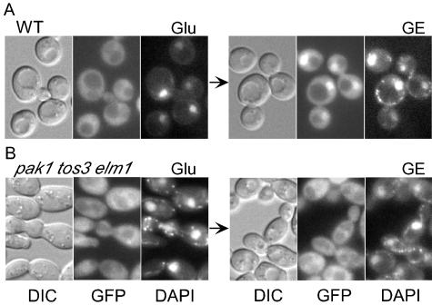 FIG. 4.