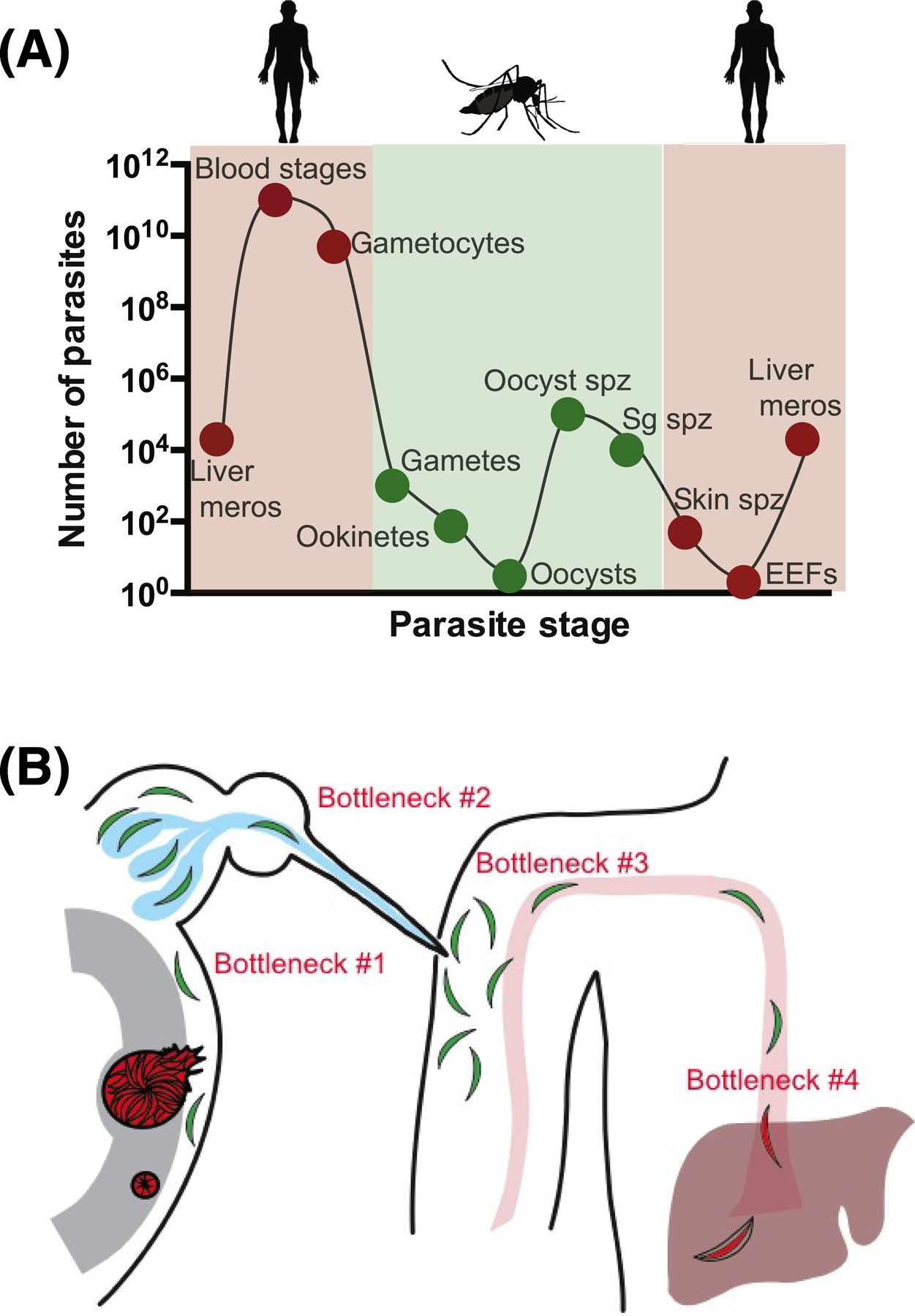 Figure 1: