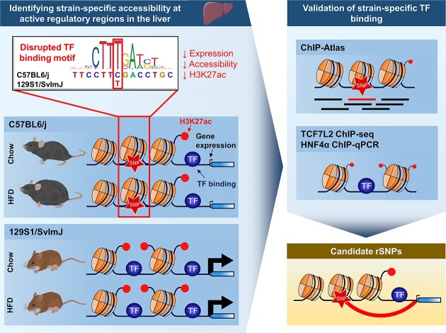 Graphical Abstract