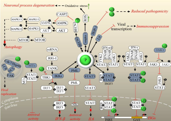 Fig. 4