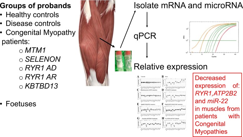 Graphical abstract