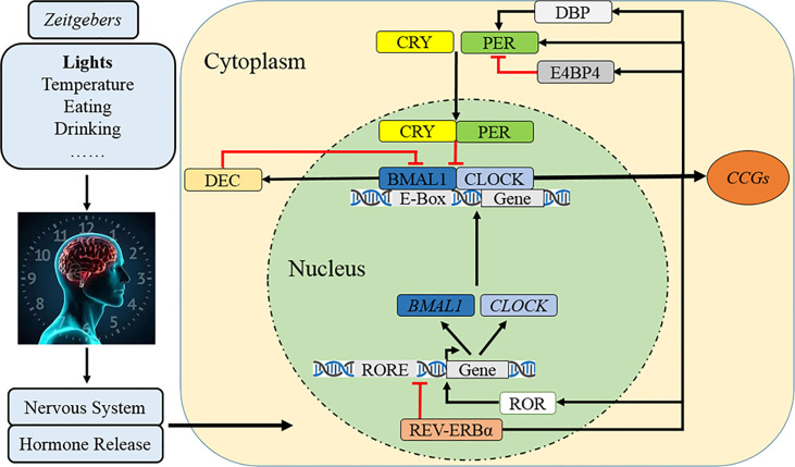 Figure 1