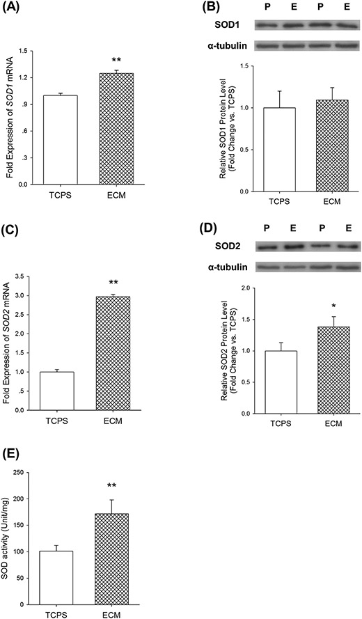 Fig.4.