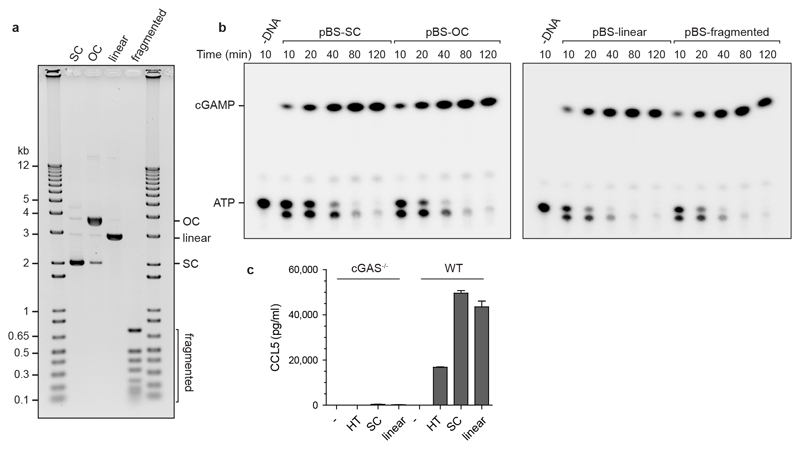 Extended data Fig 4