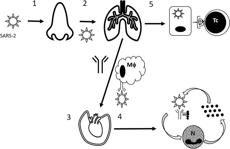 Fig. 1