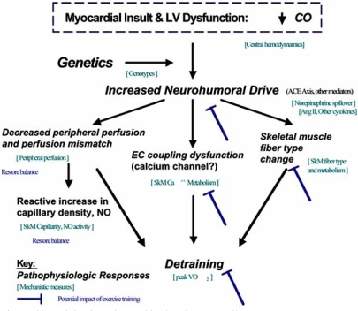 Fig. (3). Potential Influence of Exercise Training in Patients with Chronic Heart Failure