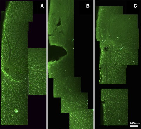 Figure 5.