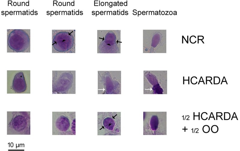 Fig 6