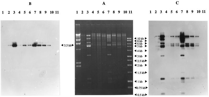 FIG. 1