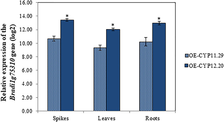 FIGURE 4