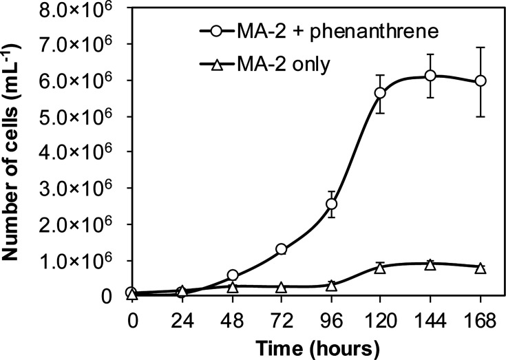 Line graph depicts MA-2 cell growth over 168 hours; cells with phenanthrene (circles) rapidly increase after 72 hours, peaking near 8.0 × 10⁶ cells/mL, while cells without phenanthrene (triangles) remain low.