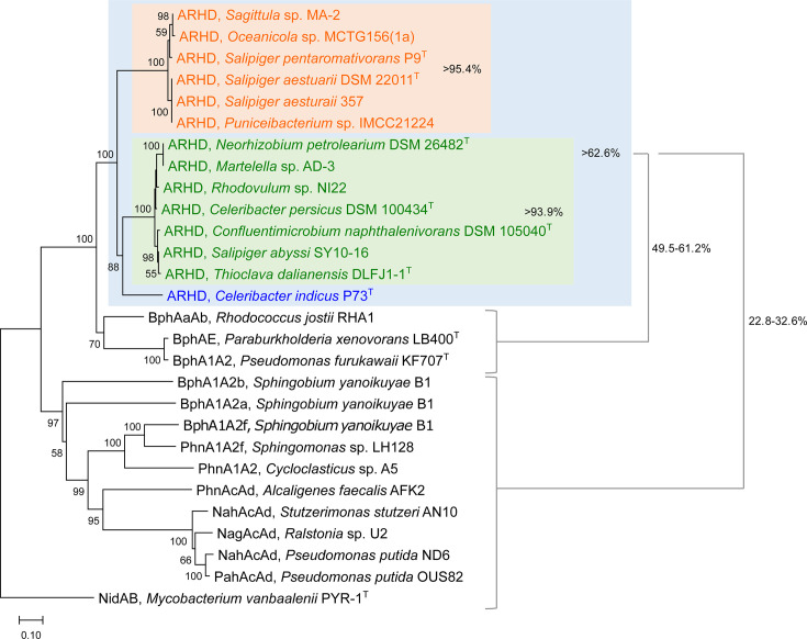 Phylogenetic tree depicts relationships among bacterial species based on ARHD gene sequences, with bootstrap values indicating confidence. Groups are color-shaded, indicating clusters with similarity percentages.