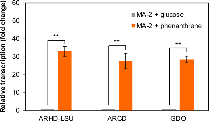 Bar graph depicts relative transcription levels for ARHD-LSU, ARCD, and GDO genes. MA-2 with phenanthrene depicts significantly higher transcription compared to MA-2 with glucose, indicated by ** for statistical significance.