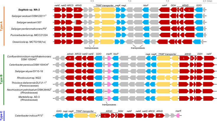 Gene cluster diagram with types A, B, and C, depicting color-coded genes: catabolic, transporters, additional functions, and regulatory genes across bacterial species. Scale in kilobase pairs.