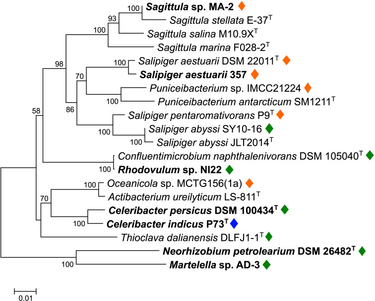 Phylogenetic tree depicts relationships among various bacterial species, with bootstrap values indicating confidence levels. Colored diamonds mark specific taxa, including Sagittula sp. MA-2 and Salipiger aestuarii, arranged based on genetic similarity.