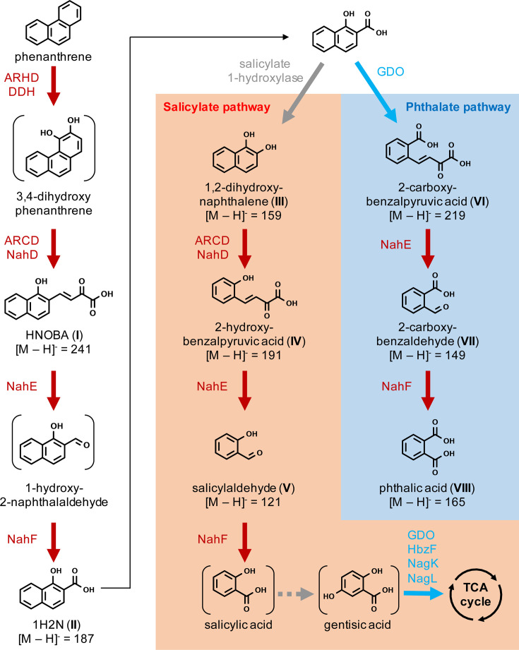 Biochemical pathway diagram depicts degradation of phenanthrene via salicylate and phthalate pathways. Key intermediates and enzymes, such as ARHD, DDH, and GDO, leading to compounds like salicylic acid and gentisic acid, which enter the TCA cycle.