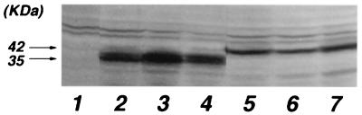 FIG. 6