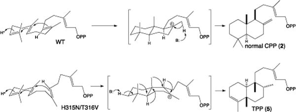 Scheme 2