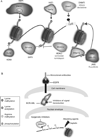 Figure 1.3