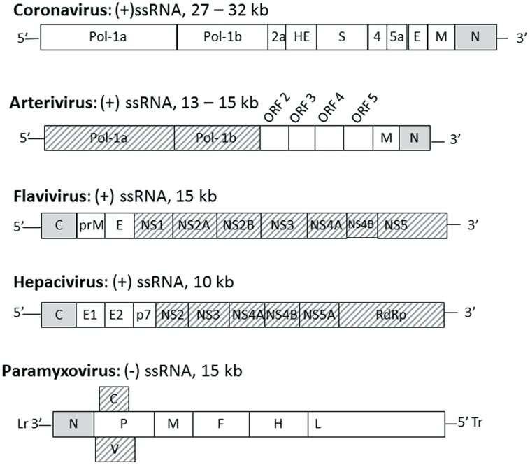 FIGURE 1