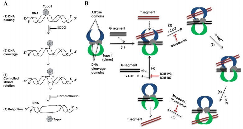 Fig. (1)