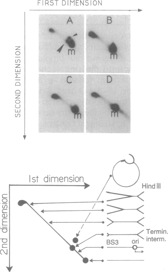 graphic file with name pnas01145-0395-a.jpg