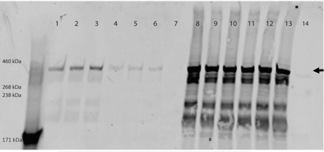 Figure 10