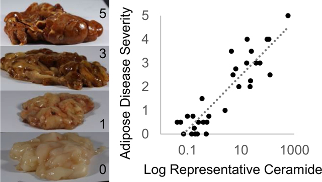 graphic file with name nihms-1616364-f0004.jpg