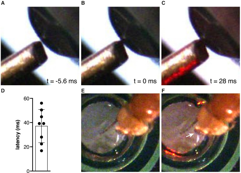 Figure 1—figure supplement 2.