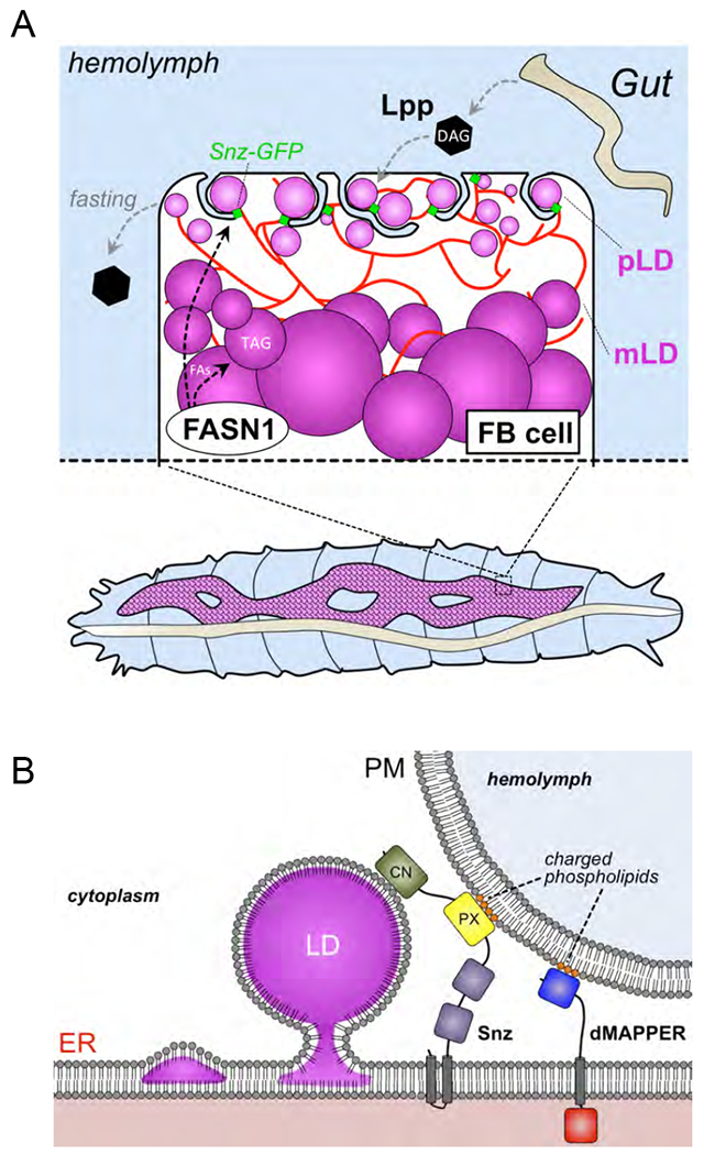 Figure 7: