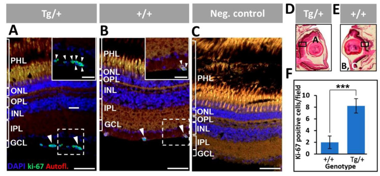 Figure 13