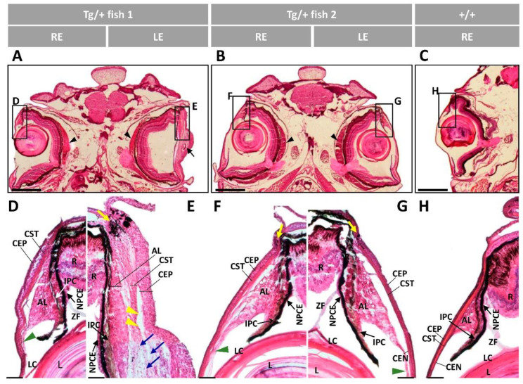 Figure 12