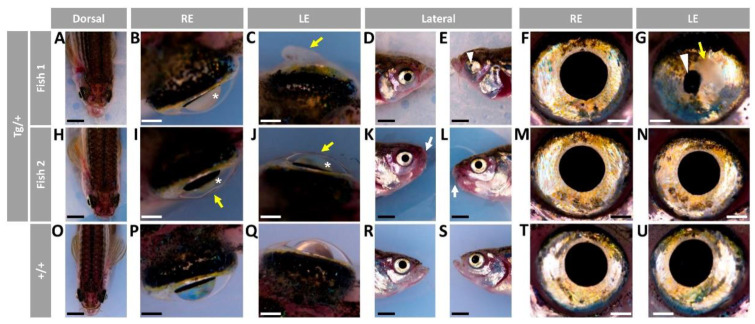 Figure 11