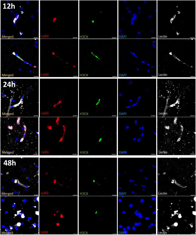 Figure 2