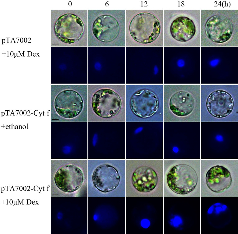 Figure 3