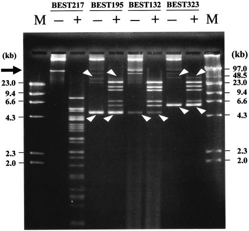 FIG. 2.