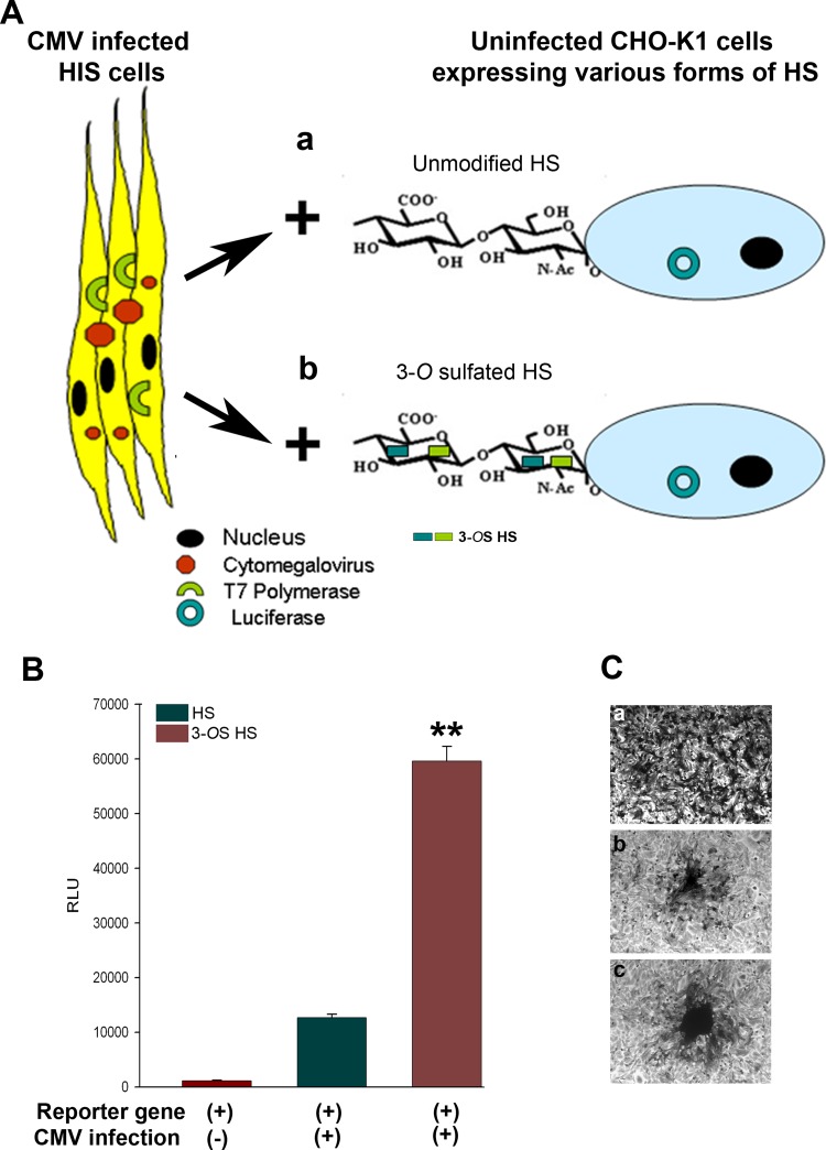 FIG 3