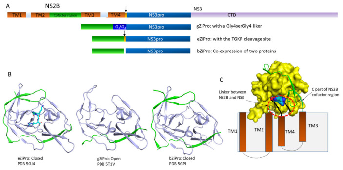 Figure 2