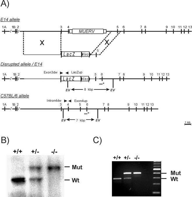 FIG. 1.