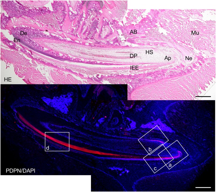 Fig 11