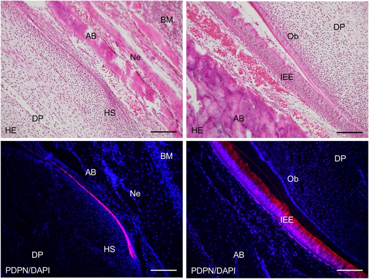 Fig 13