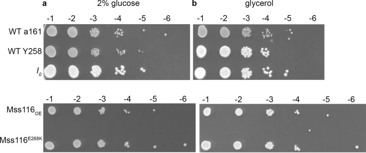 Figure 1—figure supplement 2.